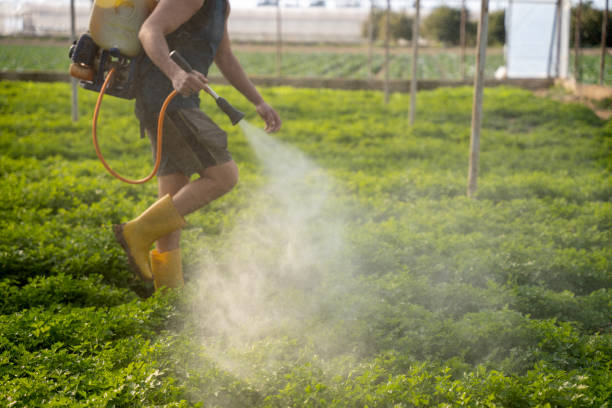 Best Wasp Removal Services  in Compo, CT